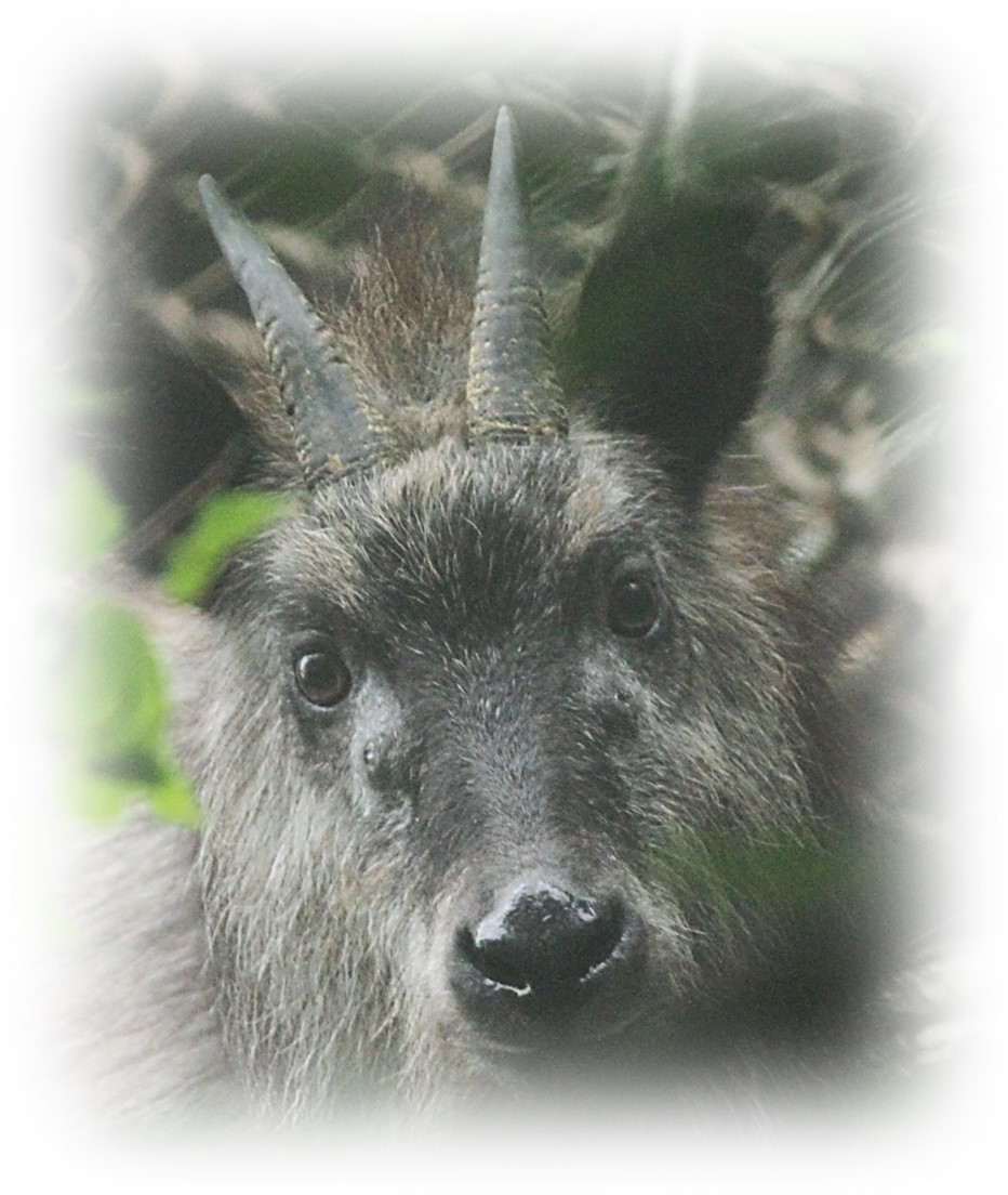 Japanese Serow