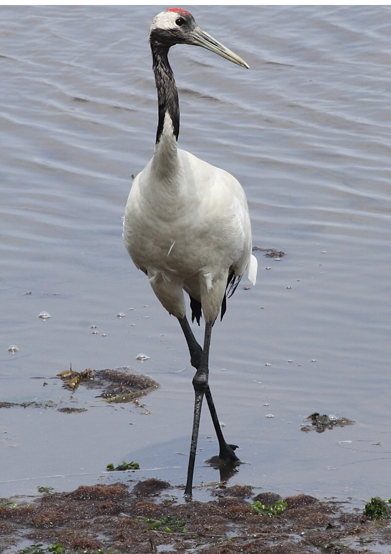 Red crowned Crane