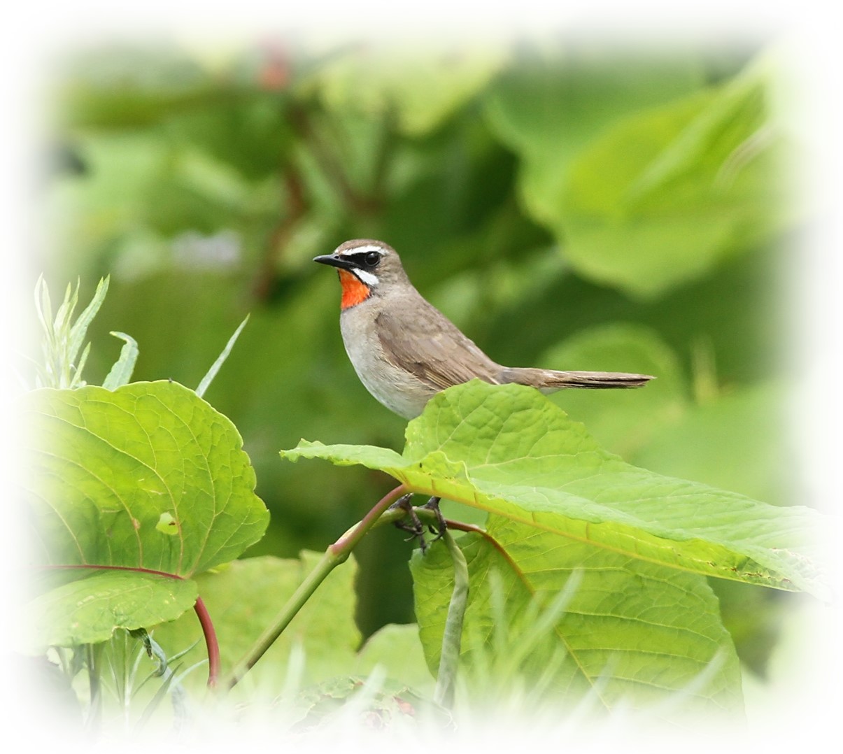 Siberian Rubythroat