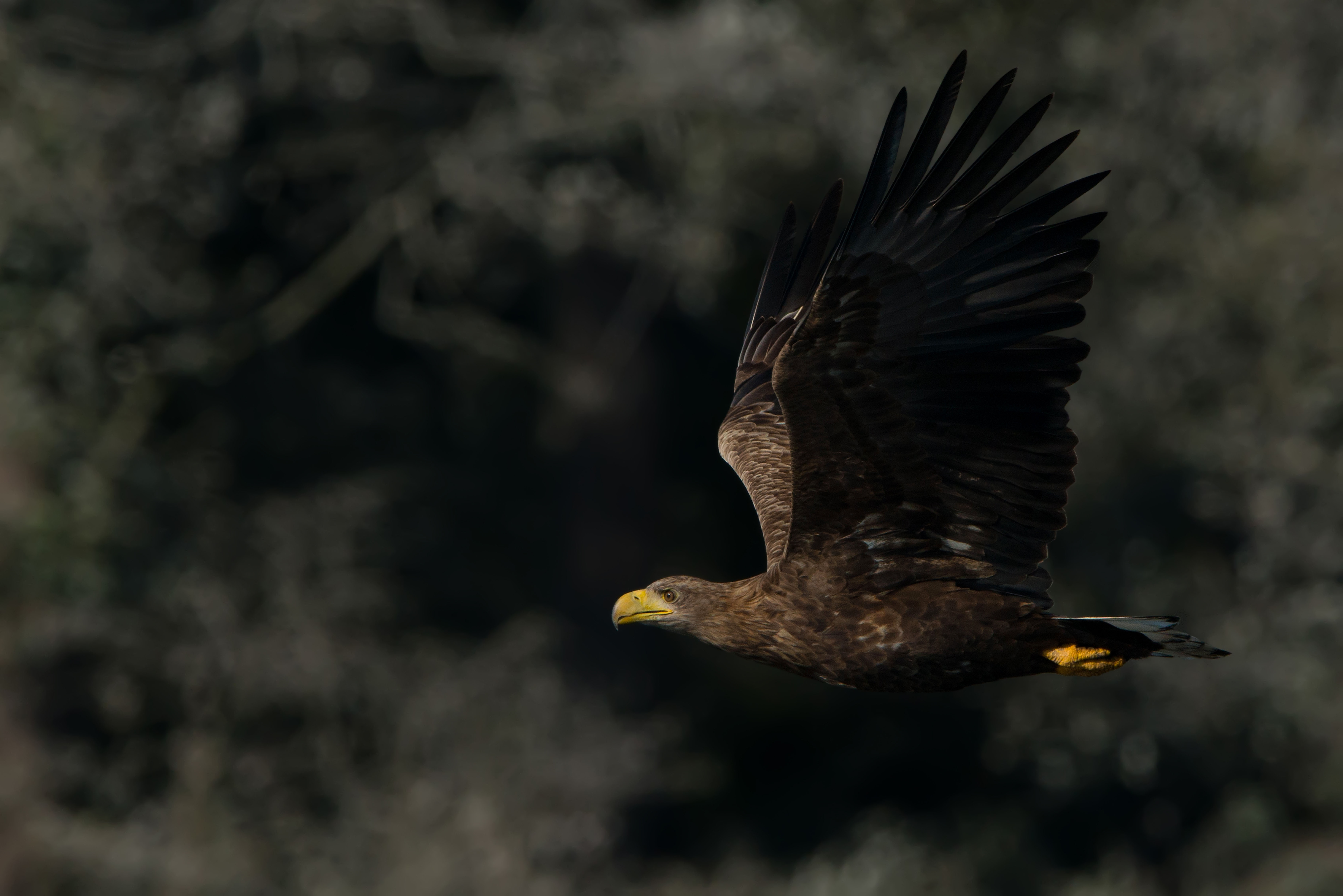 2019 09 26 havorn