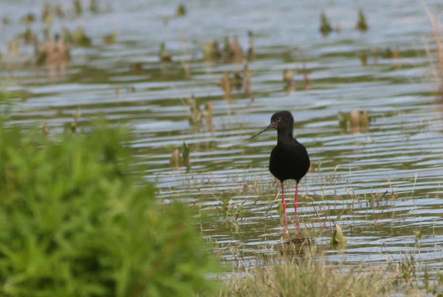 Black Stilt NZ