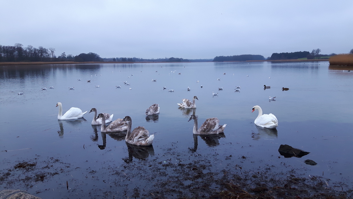 Holckenhavn Fjord 20181223