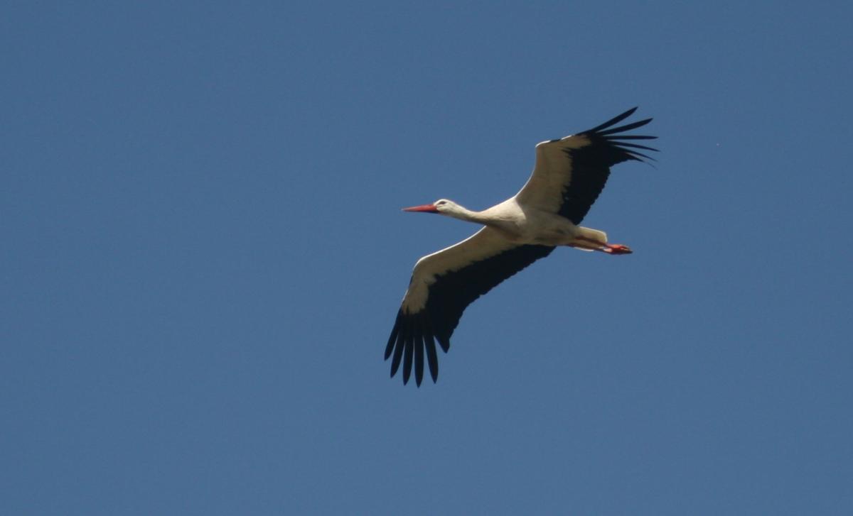 Hvid Stork Gulstav