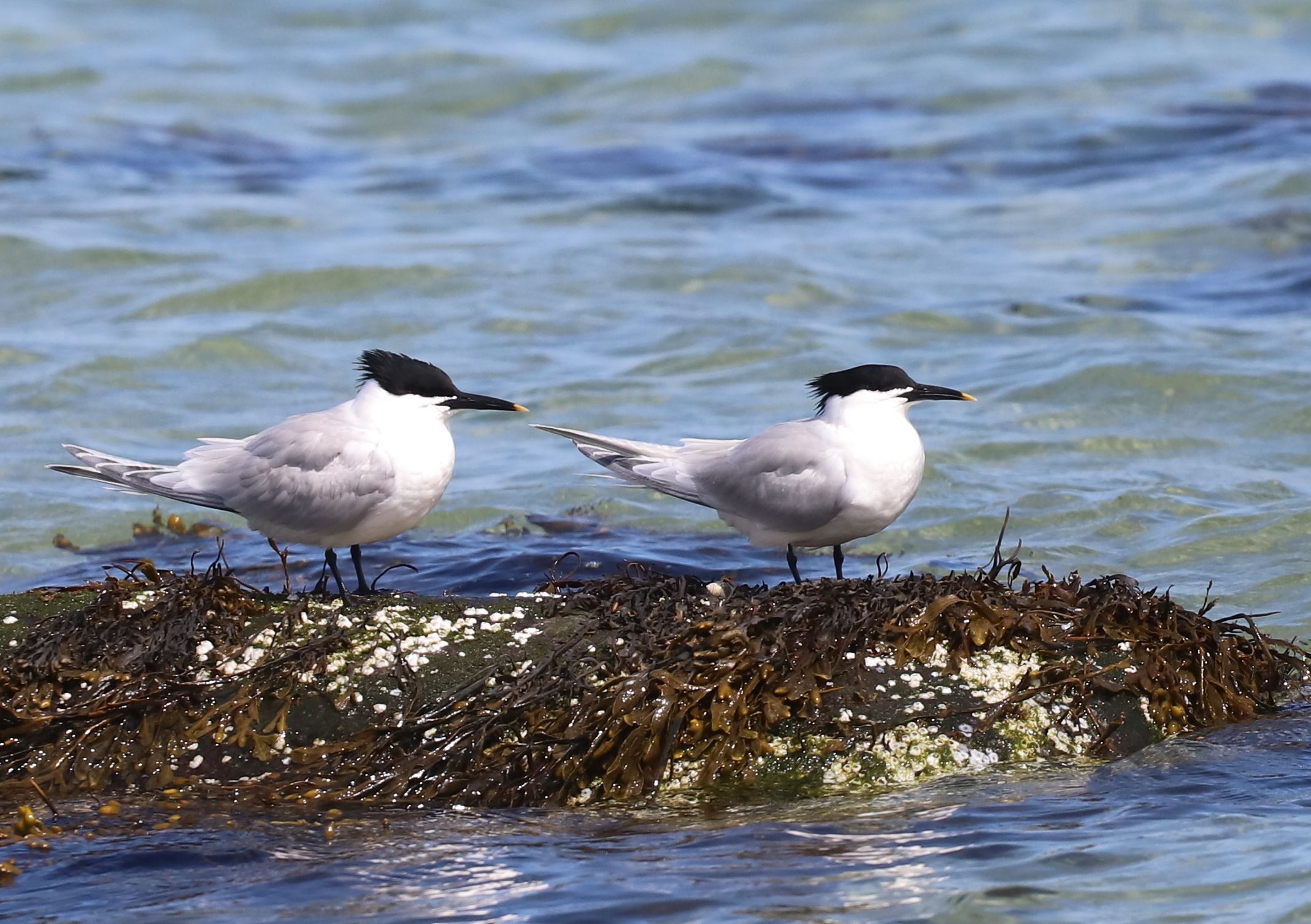 Splitterne Poul Brugs Rasmussen 2019 04