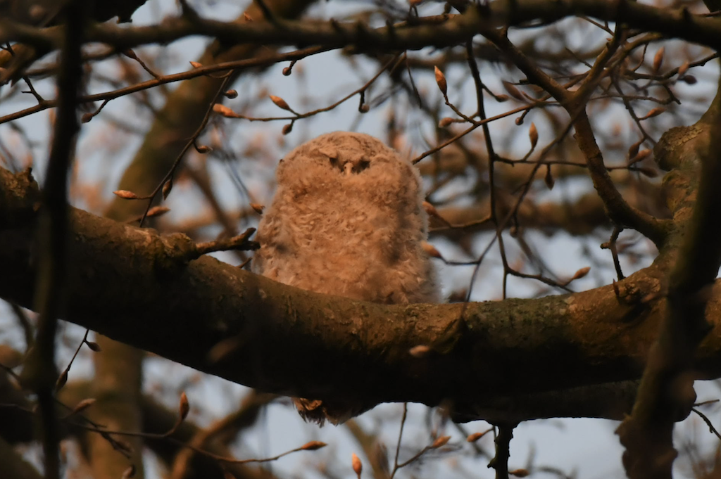 Natugleunge2019 04 07 ESE