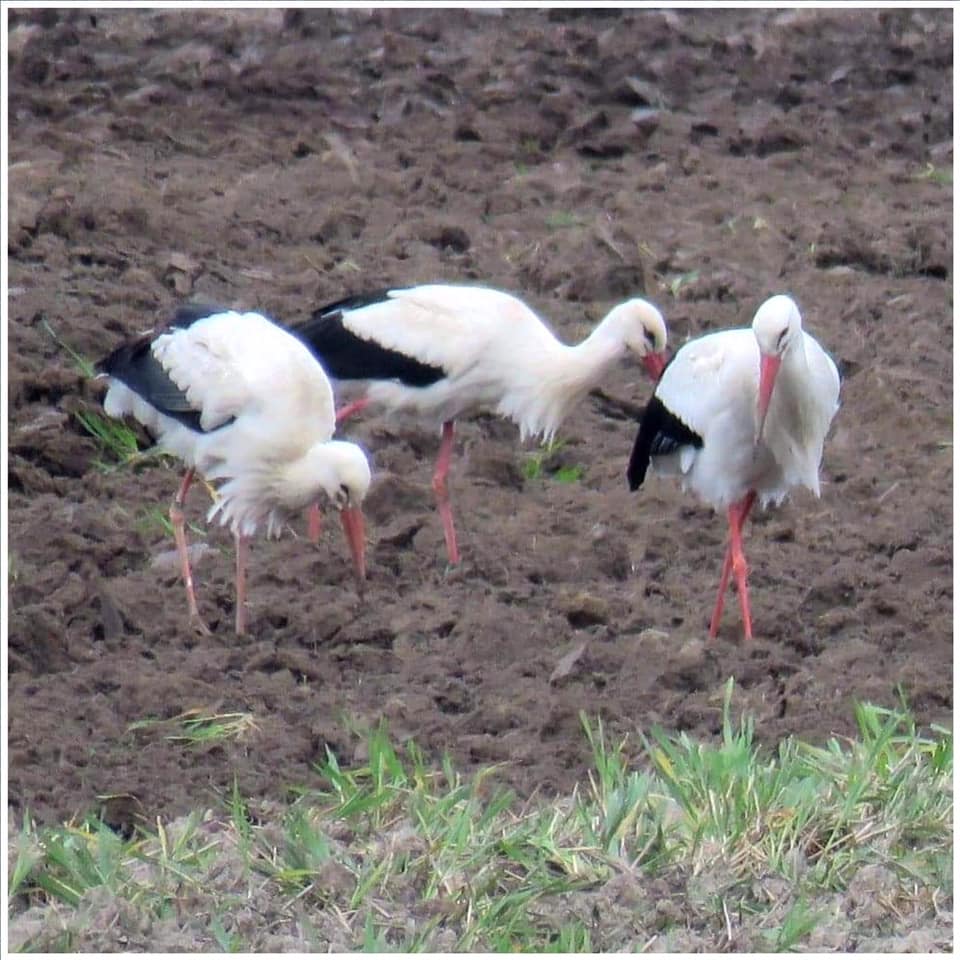 Hvidstork