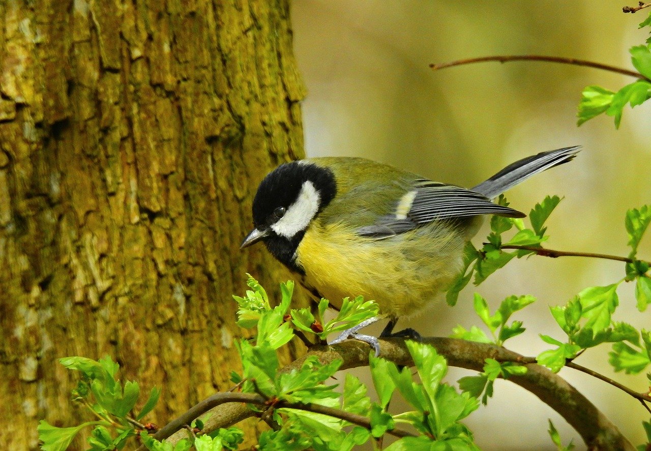 great tit 4994143 1280