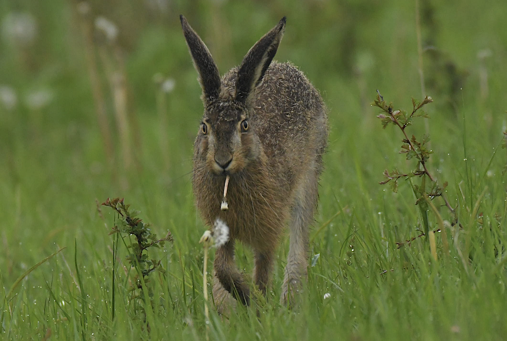 Hare