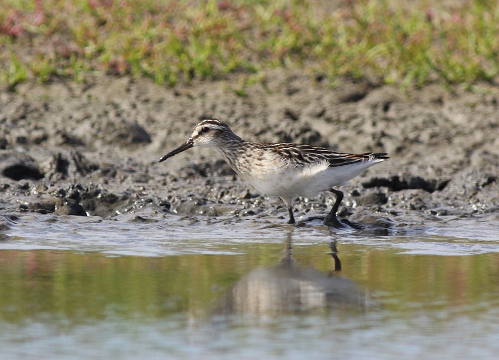 krkelds2sep2010