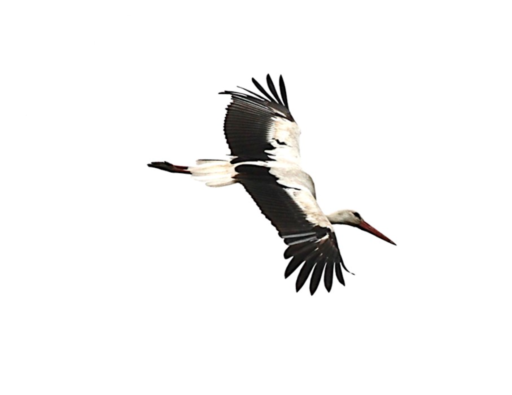 Hvid Stork Gulstav 2952021