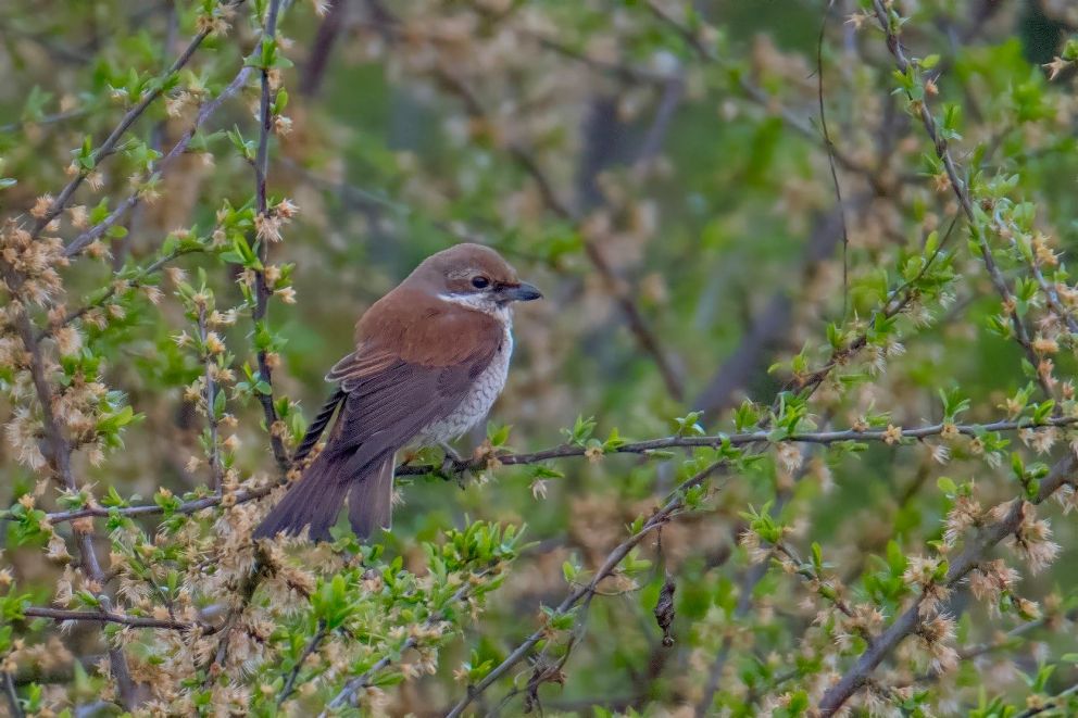 051021rdrygflyvesus