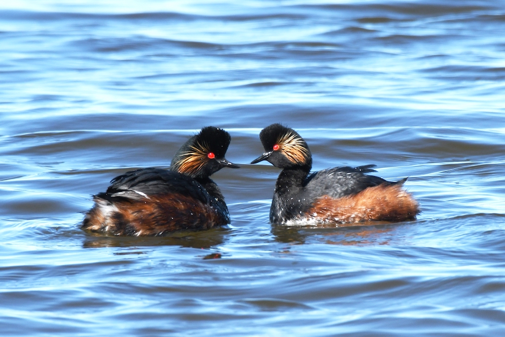 Sorthalset lappedykker Firtalsstrand 20210414 2