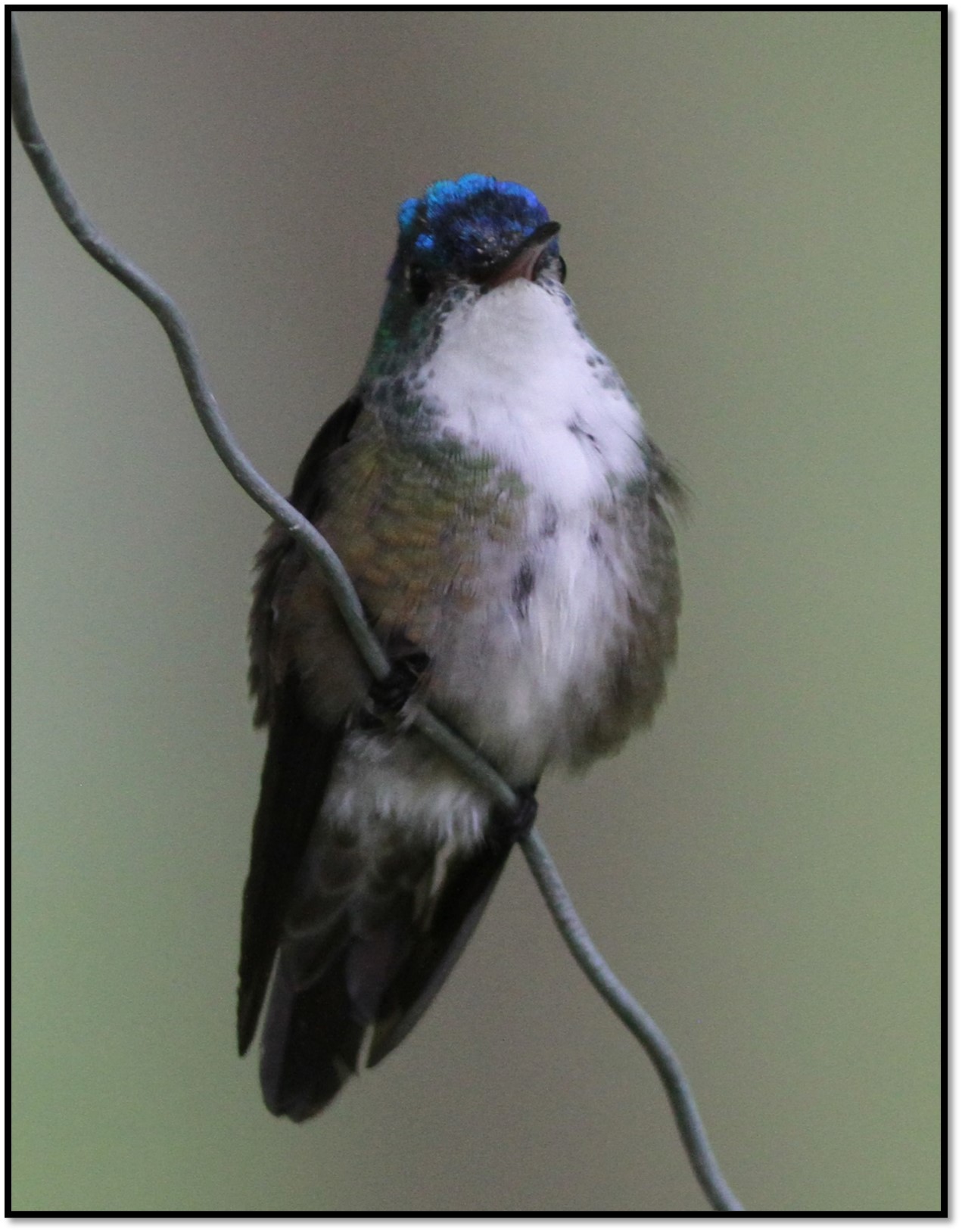 Azure crowned Hummingbird