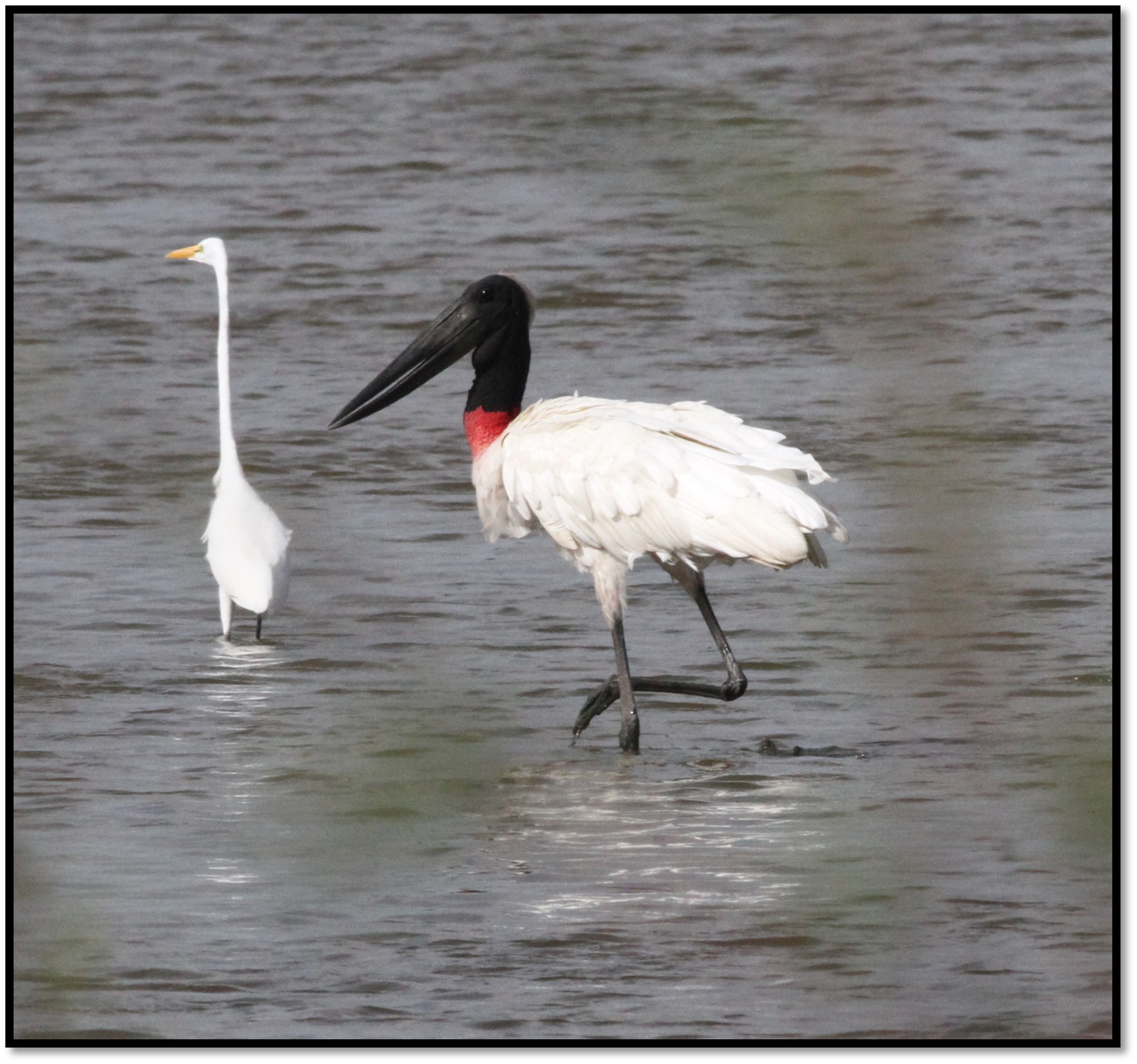 Jabiru