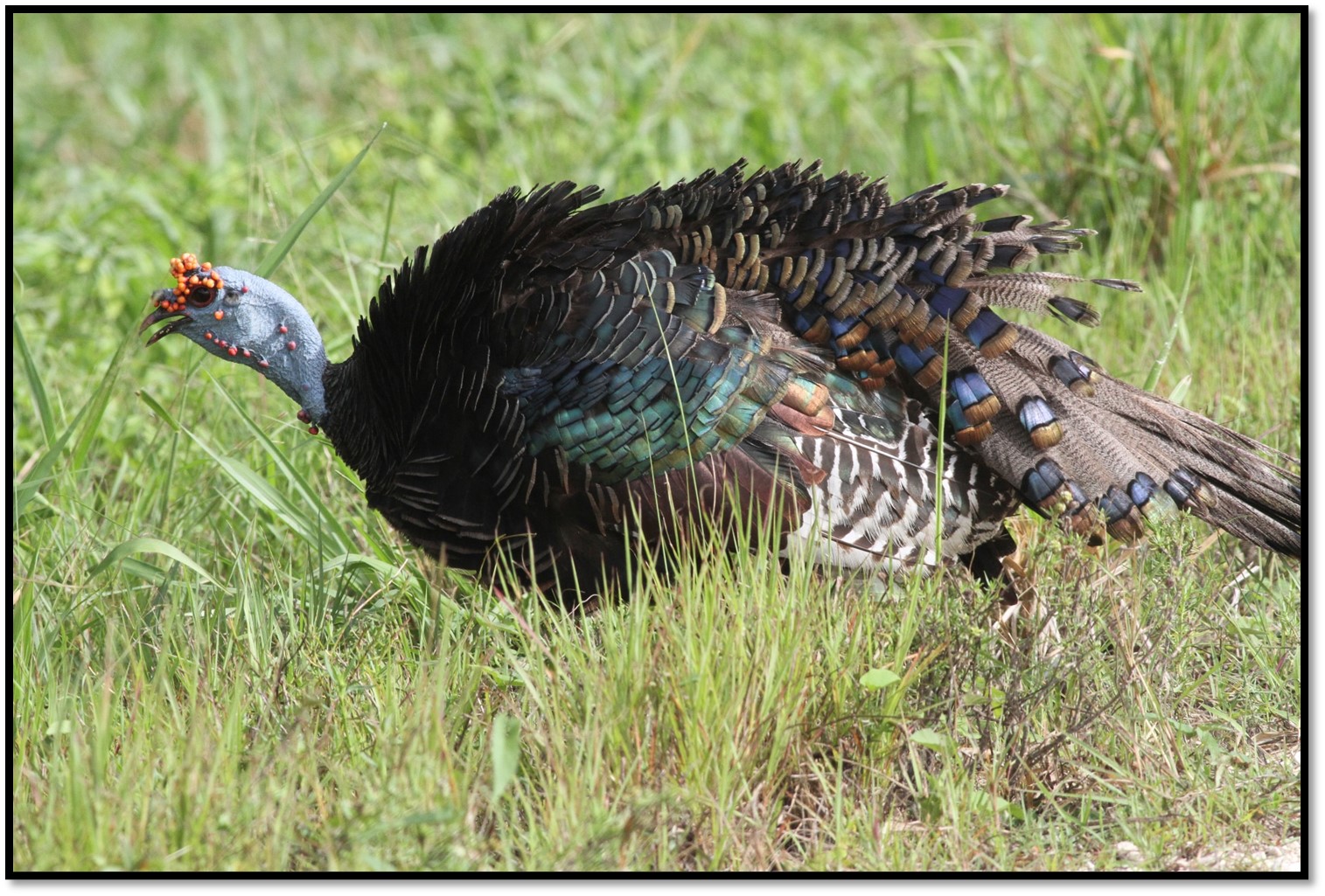 Ocellated Turkey