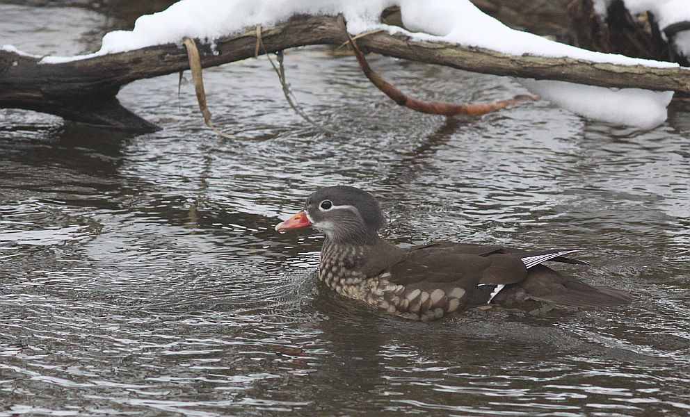 020521mandarin2sg