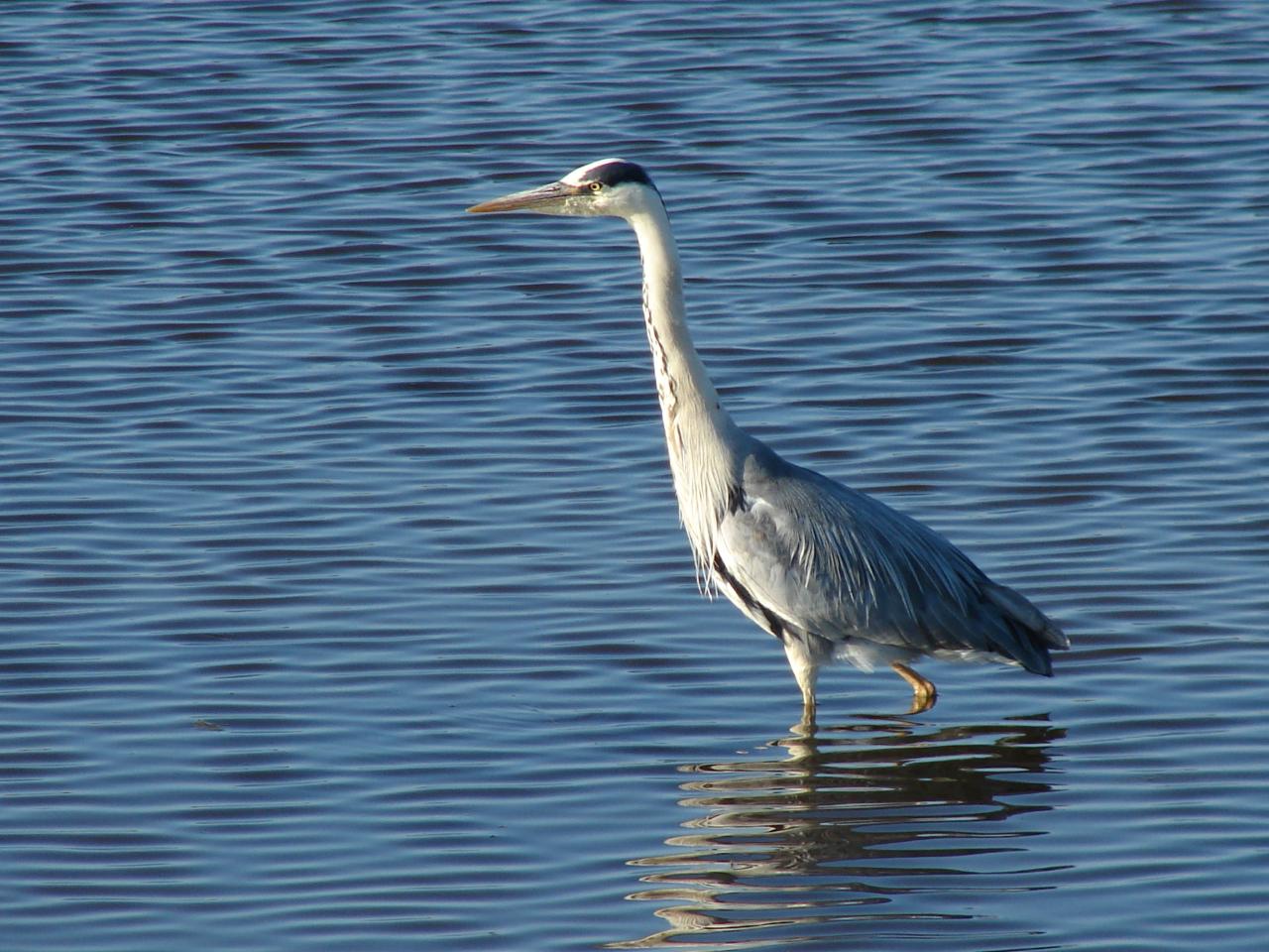 220809 Fiskehejre Gyldensted JensBaekkelund