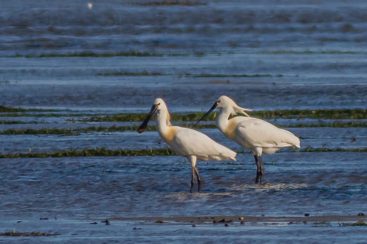 062222 Skestork strand ved Bygholm Vejle220423 ClausDalskov