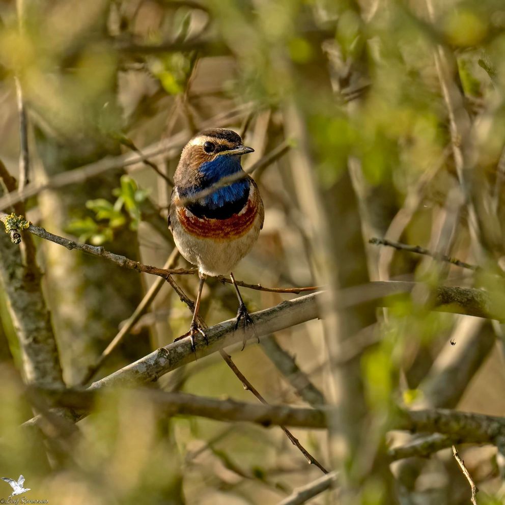 050422blakorinthls