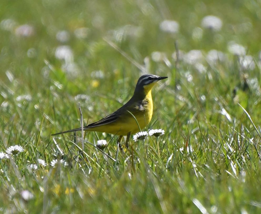 050422guljonnabundgaardjespersen