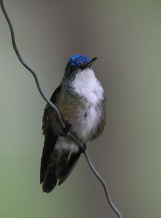 220311 Azure crowned Hummingbird Belize Michael M Jensen