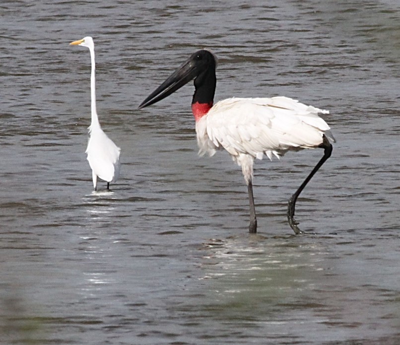 220311 Jabiru og Slvhejre Belize Michael M Jensen