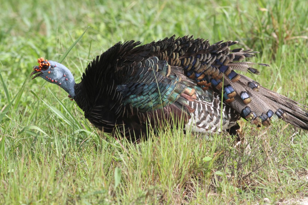 220311 Ocellated Turkey Belize Michael M Jensen