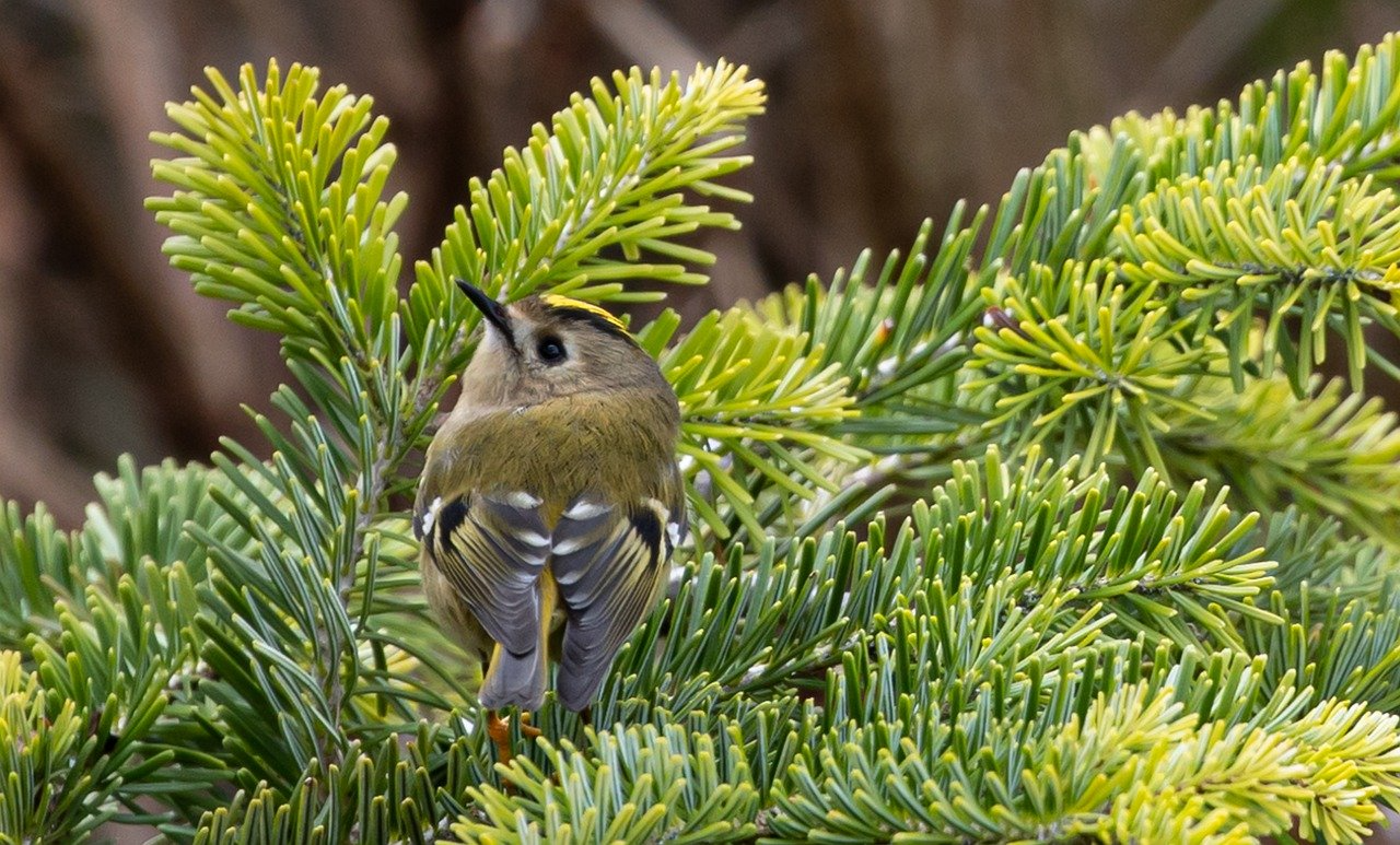 goldcrest g1de5e1123 1280