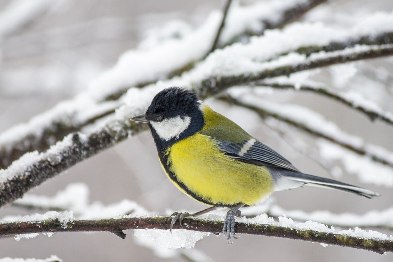 great tit g96ee13bd4 1280