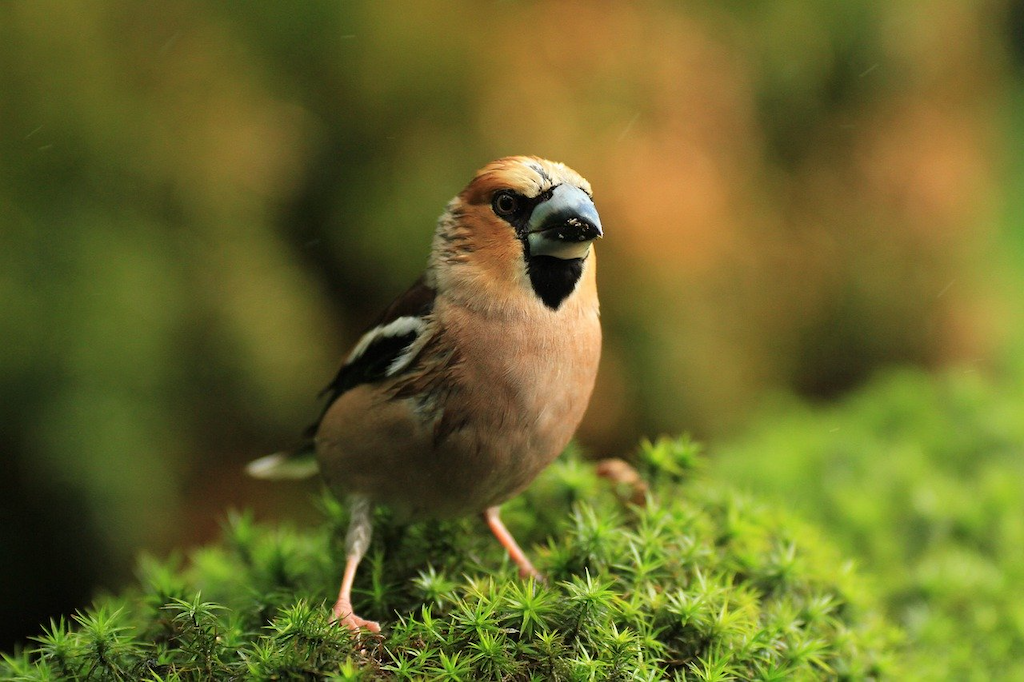 hawfinch ga9d28dcc7 1280