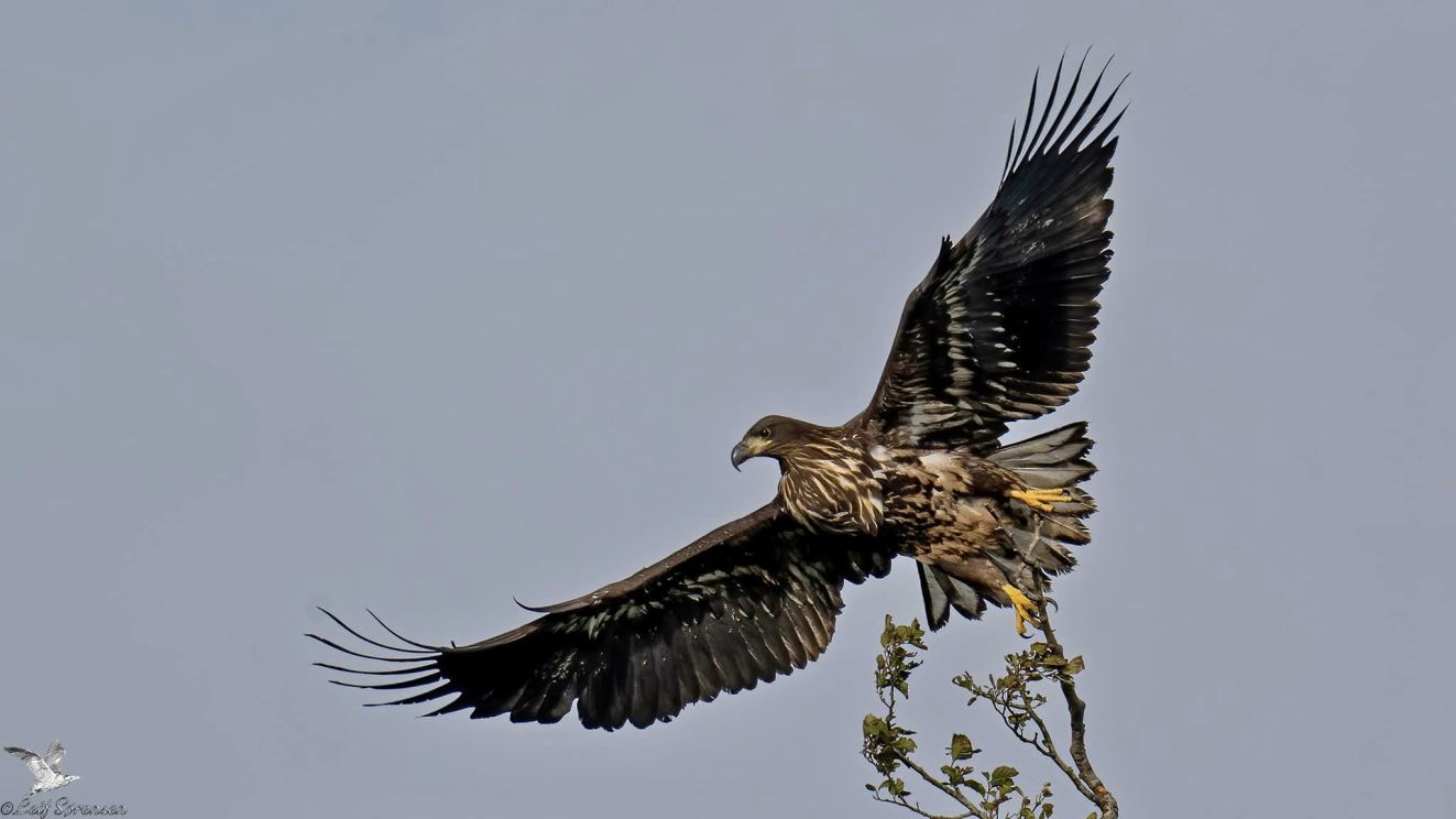 De Fynske Hav rne 2022 DOF Fyn