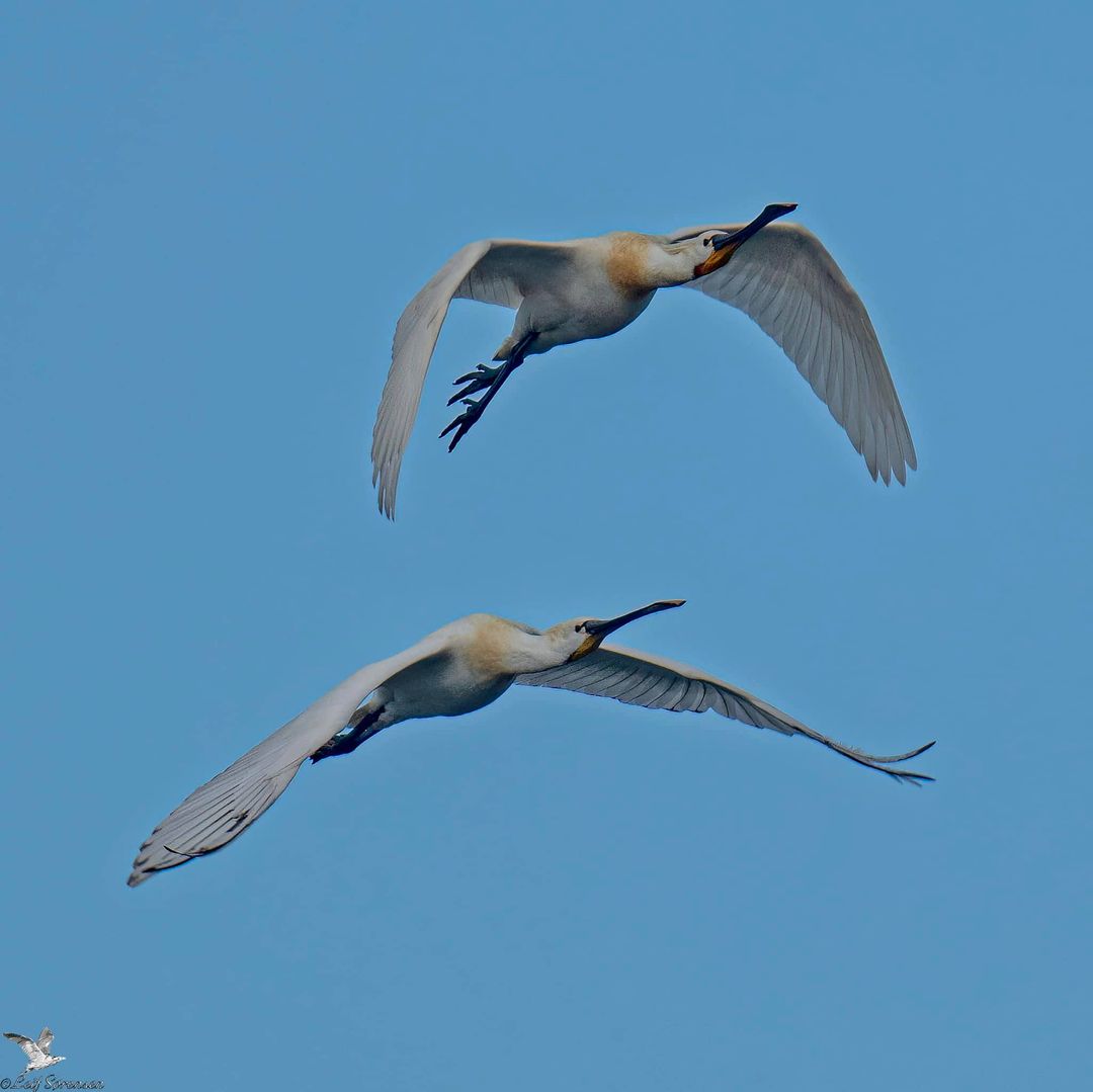 skestork tirsdagsanalysen