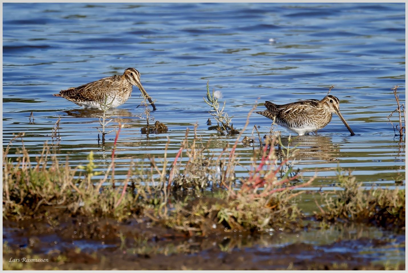 120923dobbelbek bispeengen lr