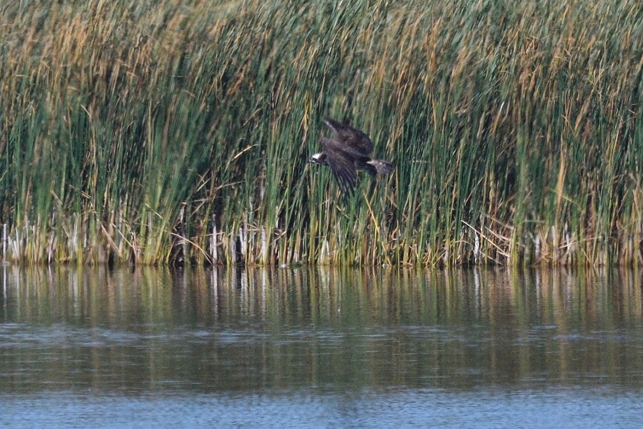 290823fiskajaj