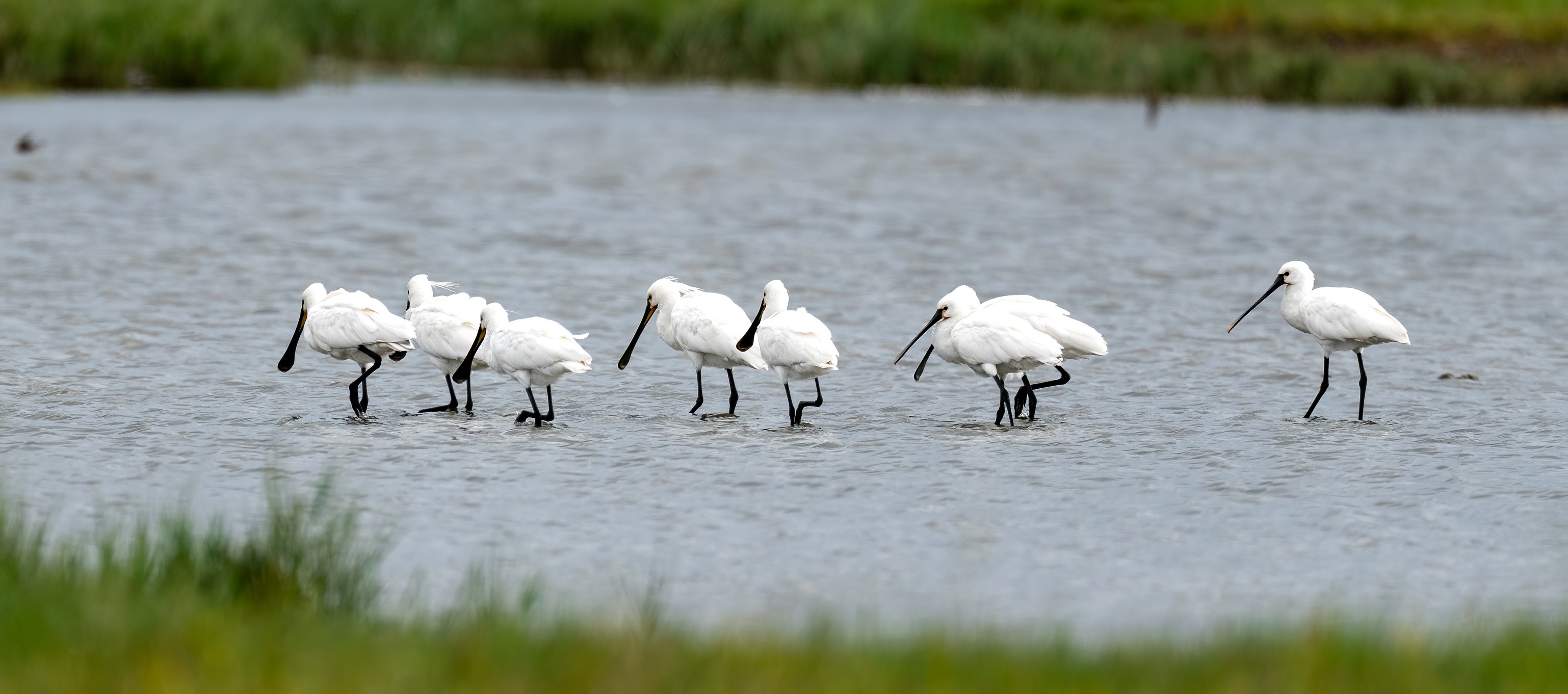 150823skestork olundgaard esa