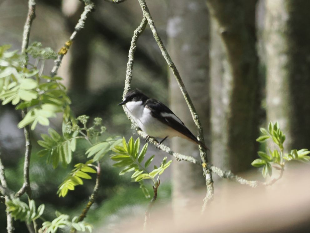 070624Broget140424flyvekko