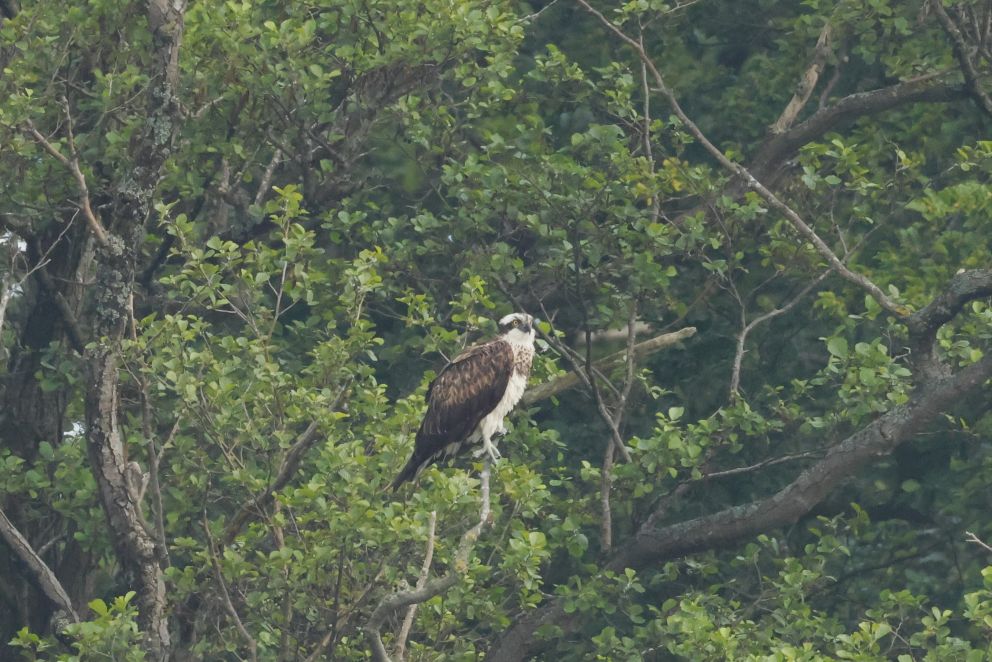 070624fiskvejlach