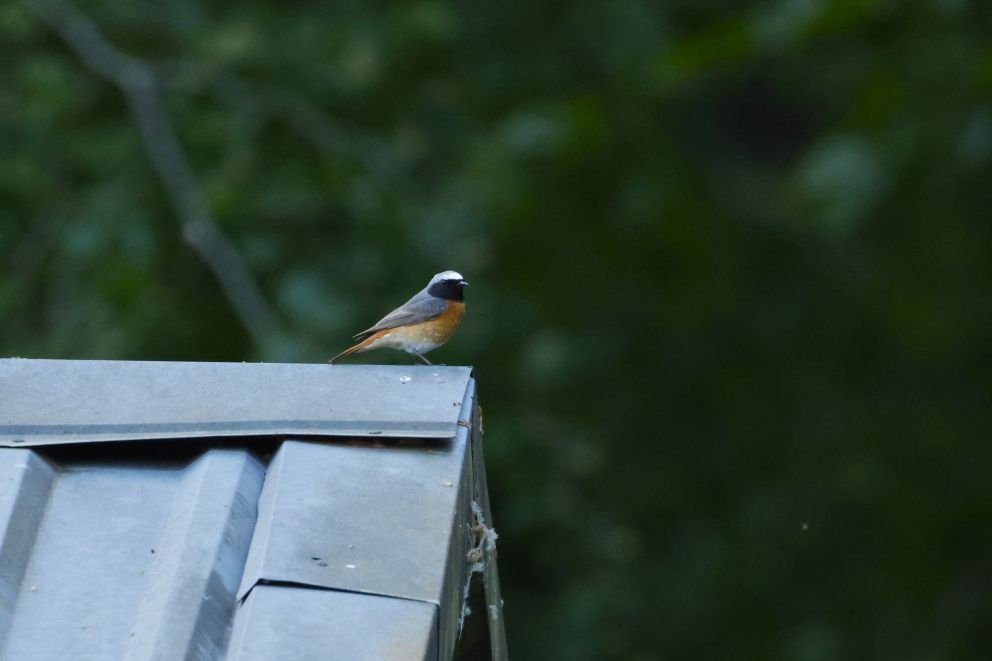 110524rodstjertach