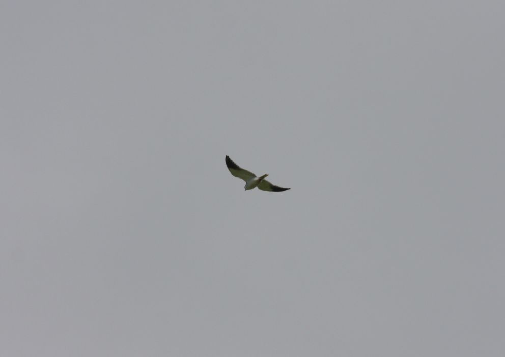 140524blaglentetoe