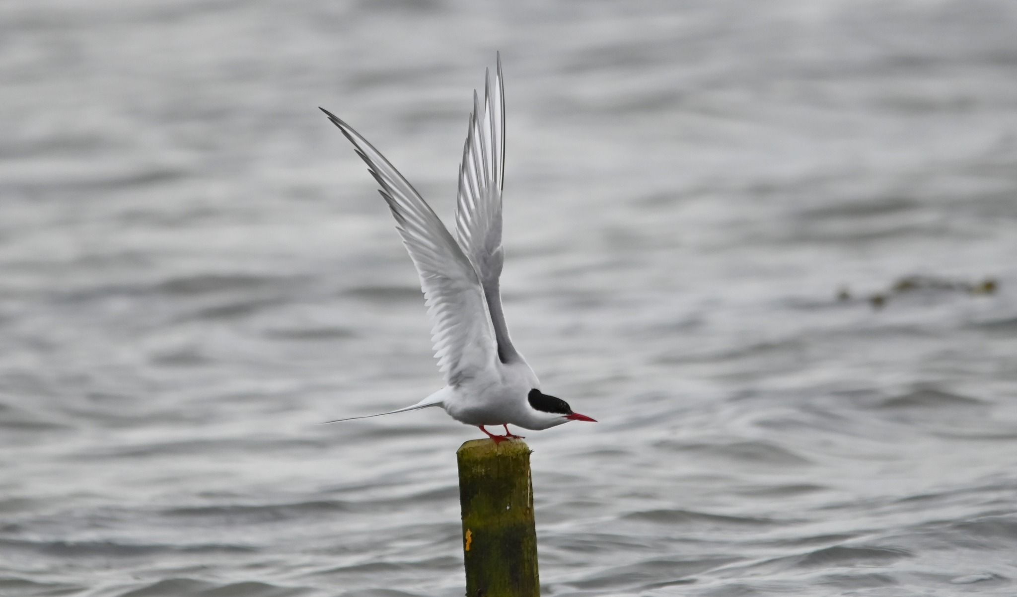 140524havvarohavnhsh