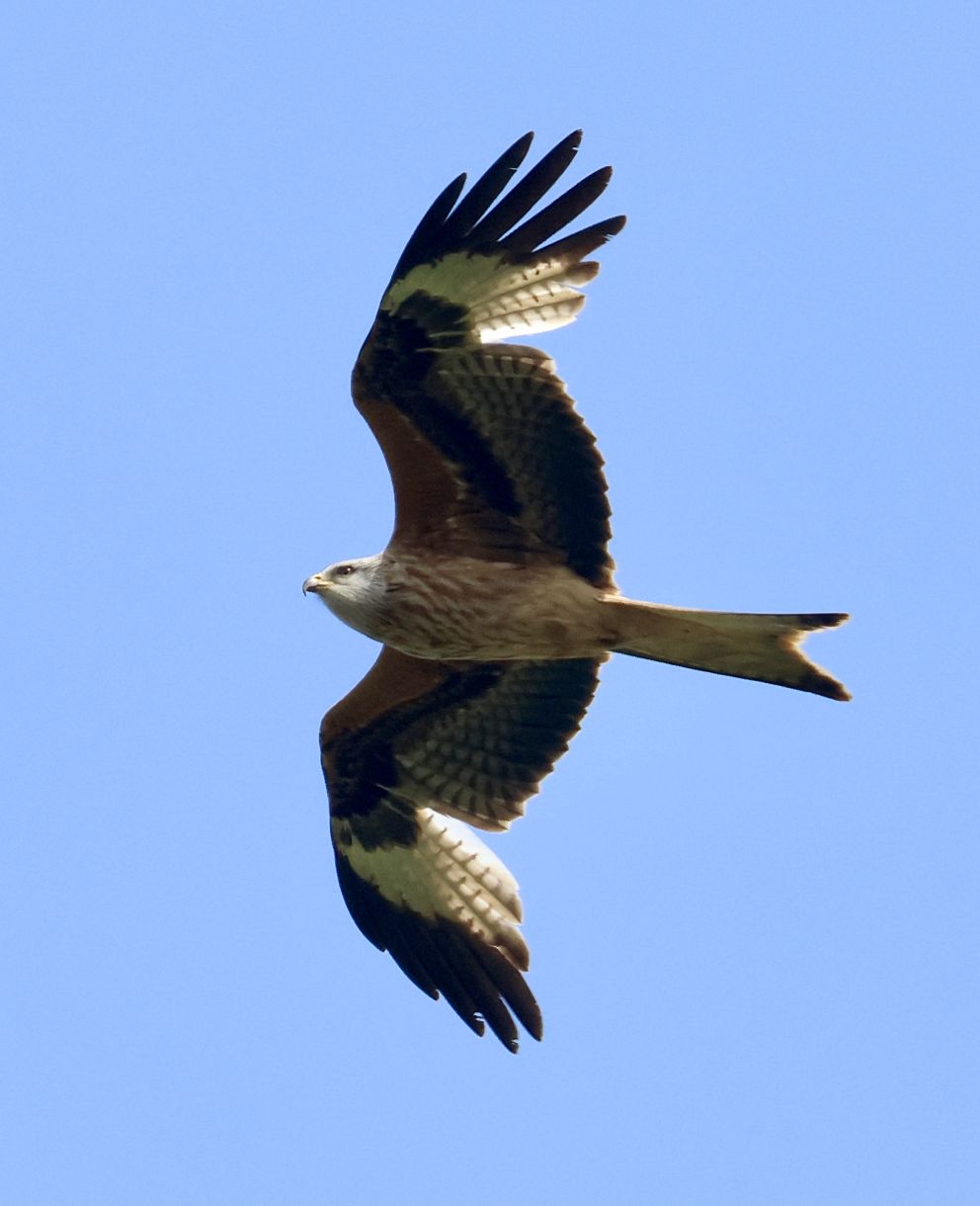 140524rodpvr