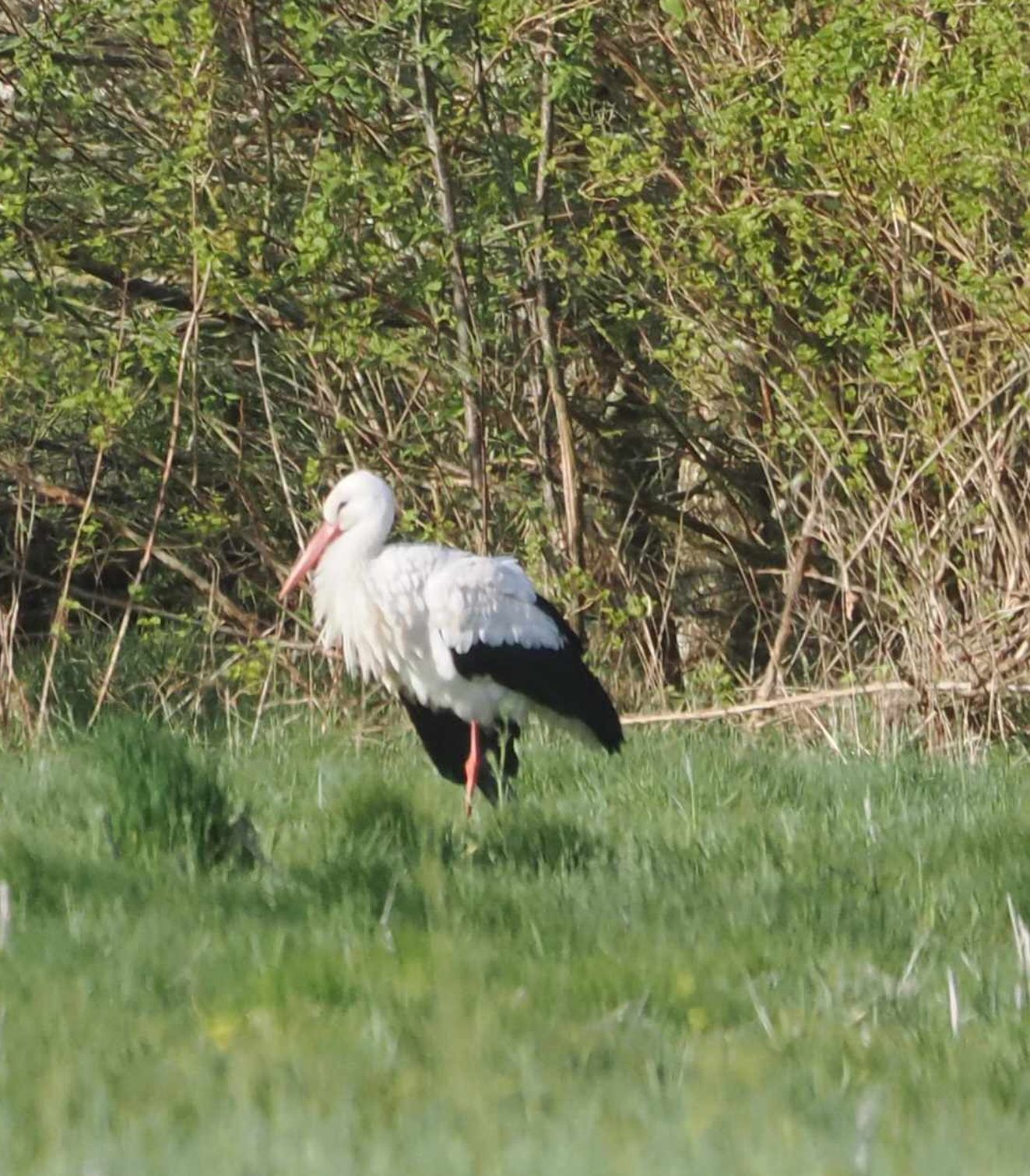 140424hvidkko