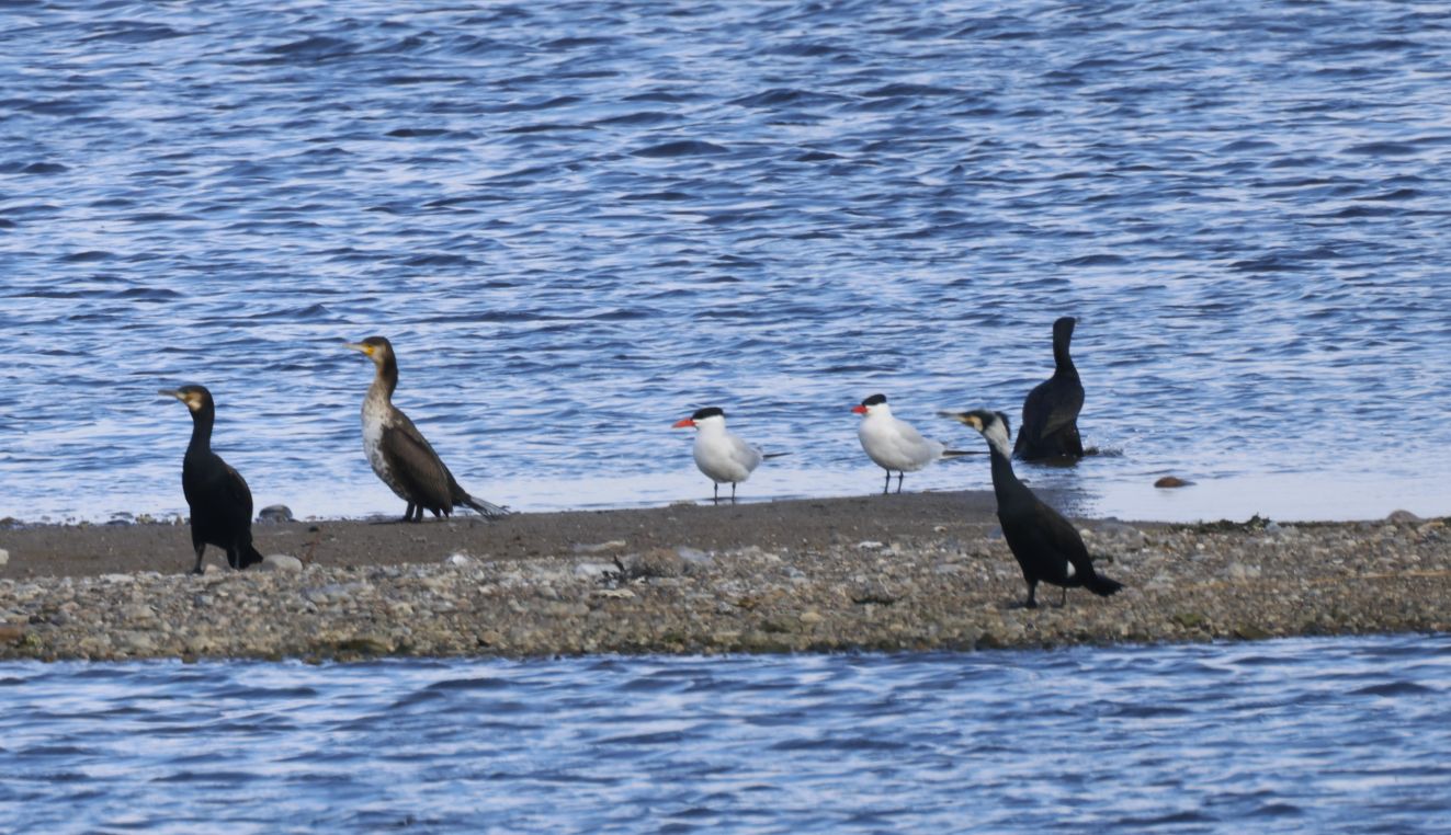 140424rovach