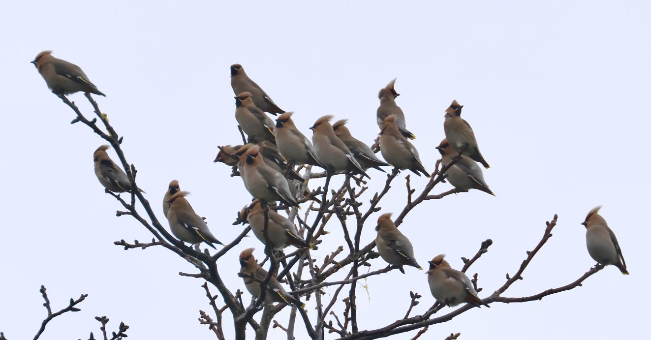 140424silkepvr