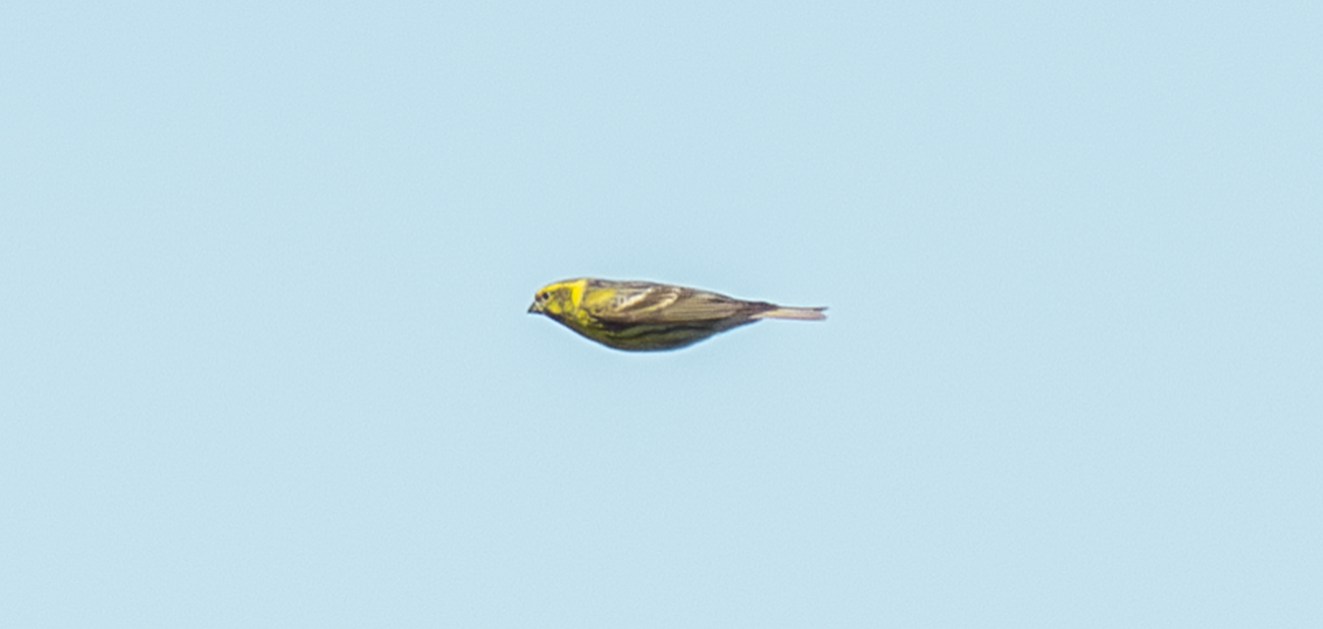290124gulsvendbocg