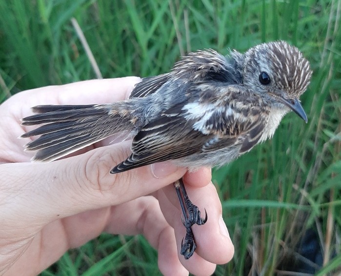 Sortstrubet Bynkefugl JB