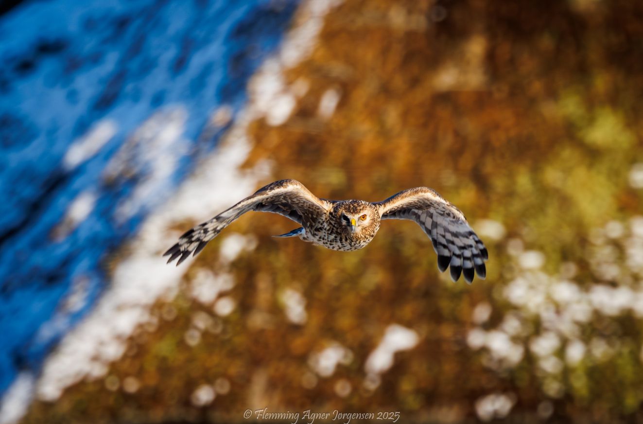 060126blå3janvejlenfaj