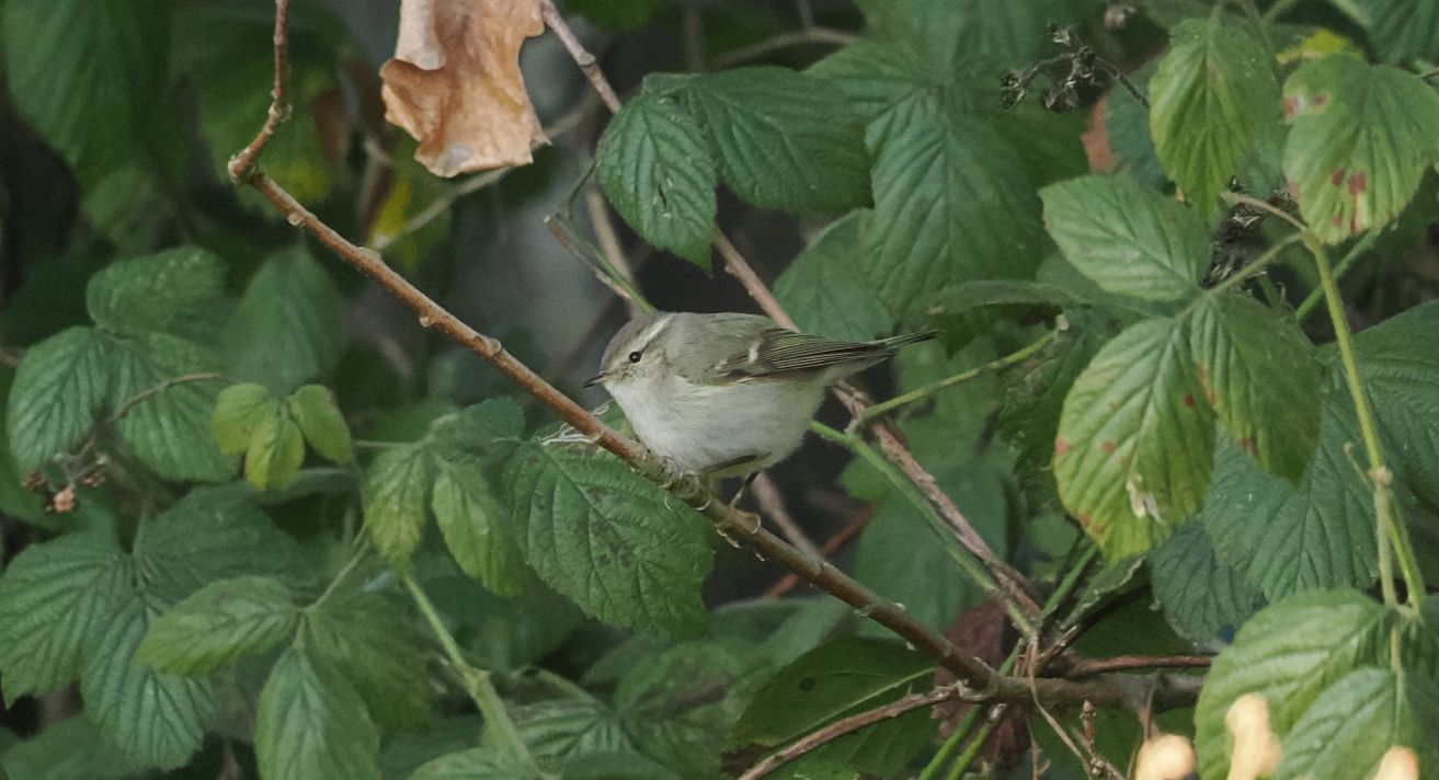 060126himalay2jankko