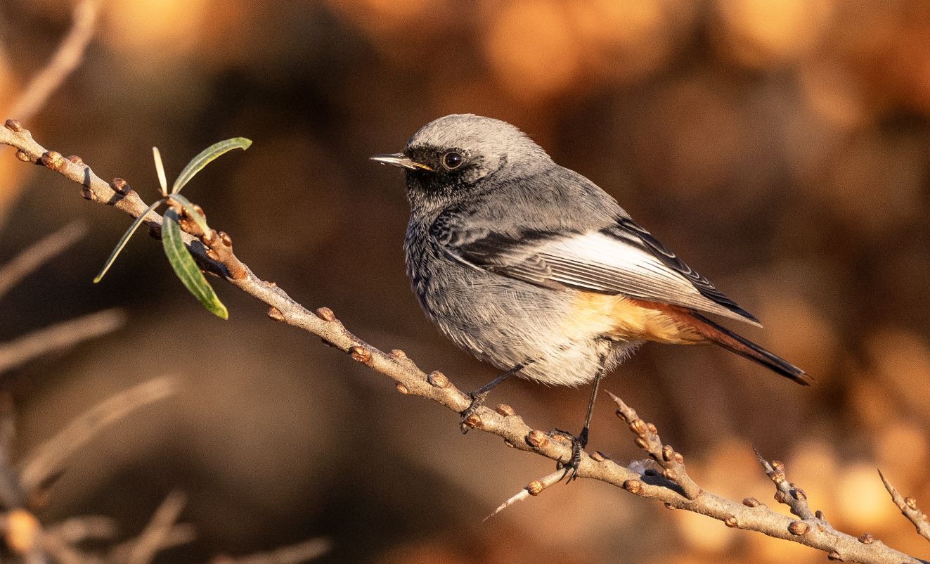 060126hus31declindholmet