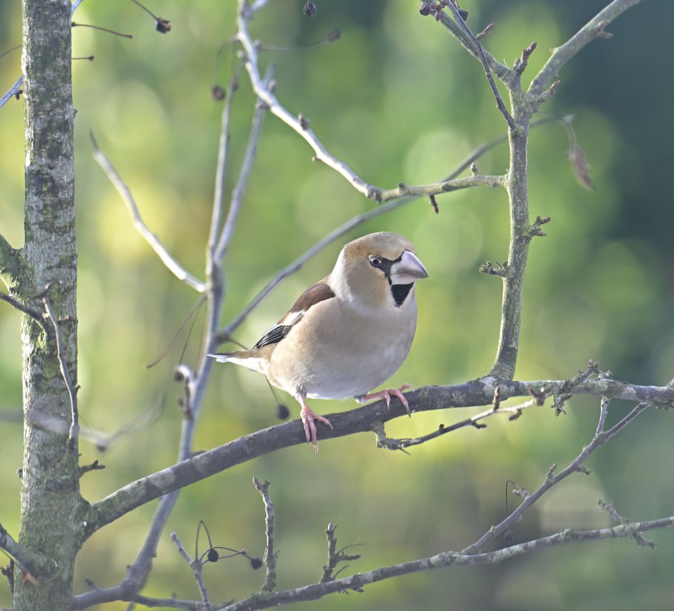 060126kernelumbylarshannibalhansen